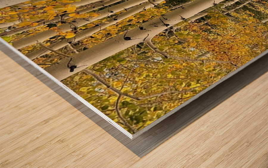 Aspens in Flagstaff -1 Wood print