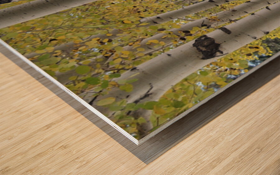 Aspens in Flagstaff Wood print
