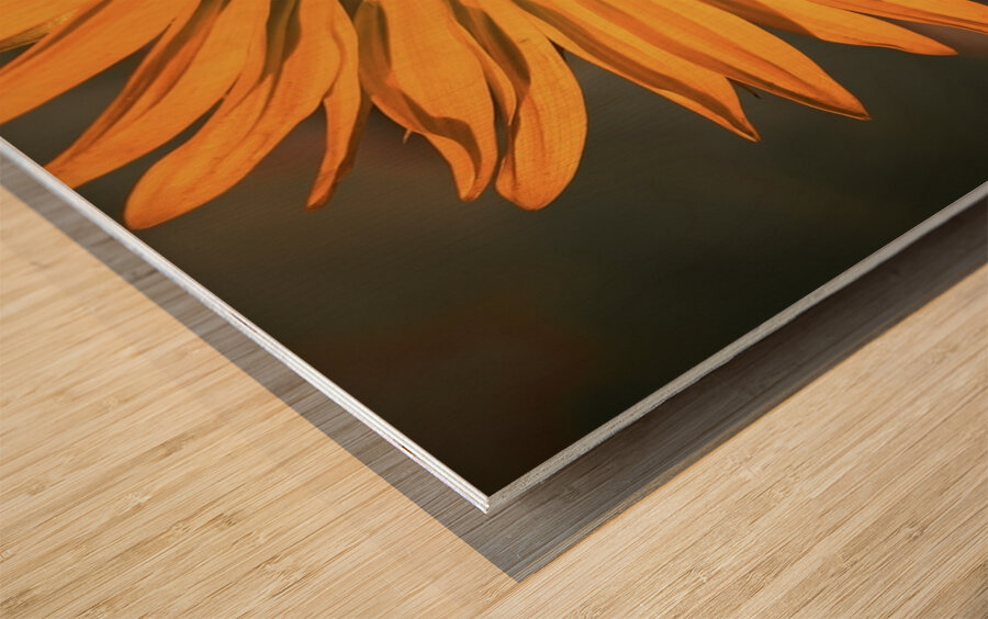 Close up Sunflower Wood print