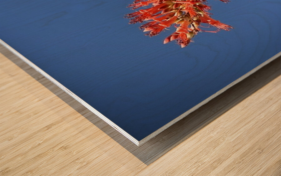 Ocotillo Bloom Wood print