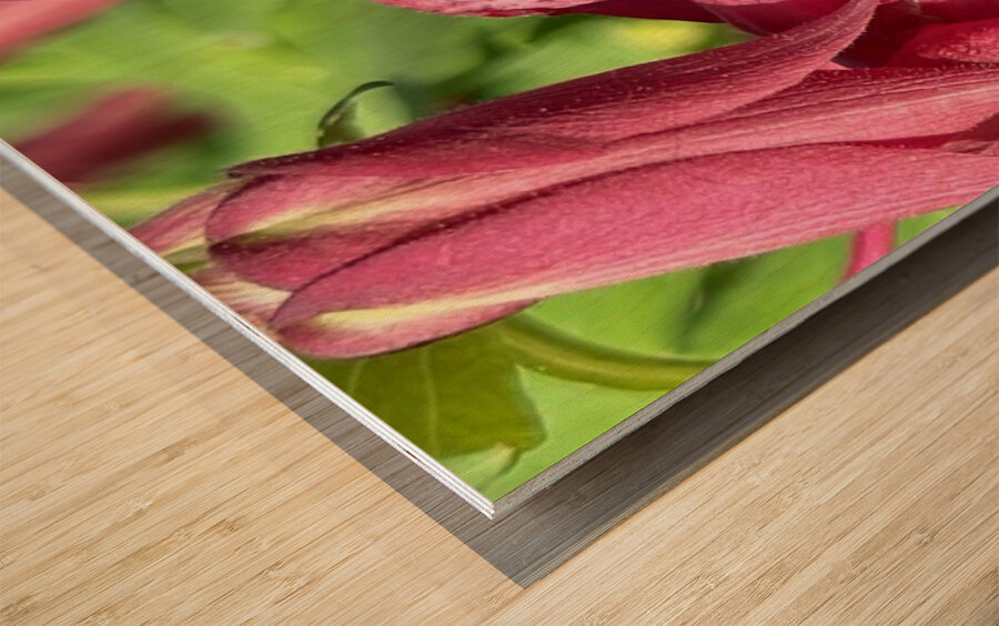 Columbine Bloom Wood print