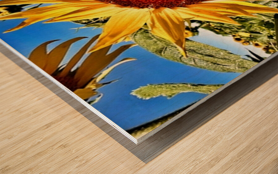 Sunflower Drama Wood print