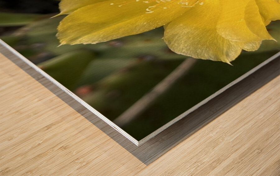 Prickly Pear Bloom -2 Wood print