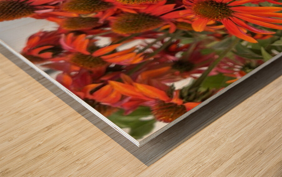 Coneflower Wood print