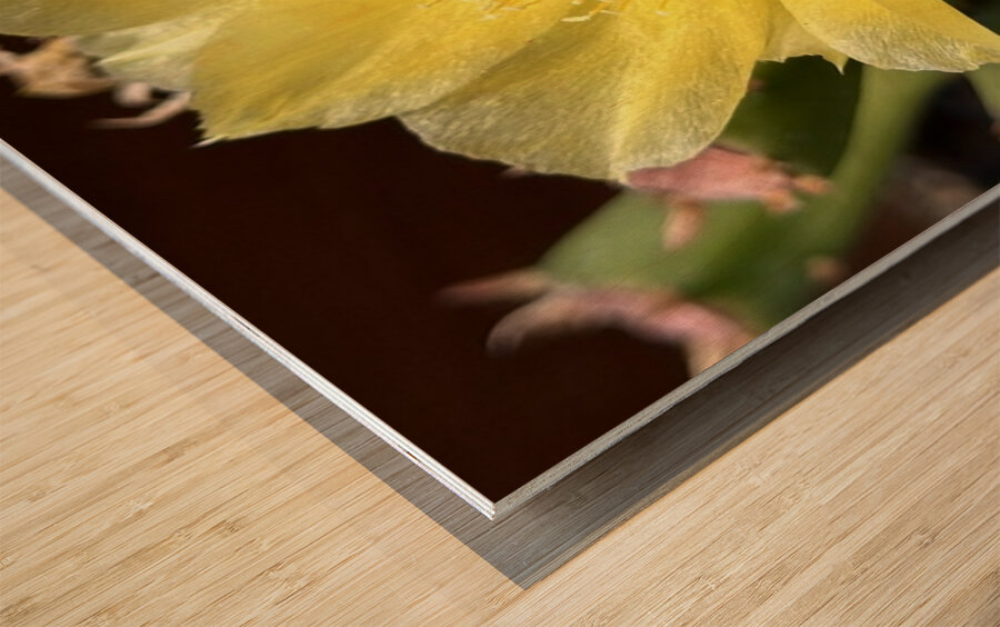 Prickly Pear Bloom -1 Wood print