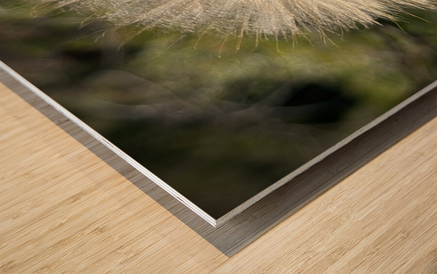 Dandelion Head Wood print