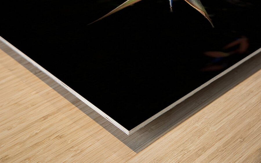 Bird of Paradise Wood print