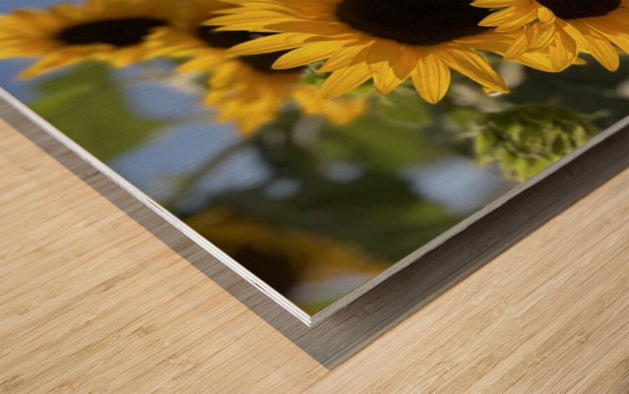 Happy Sunflowers Wood print