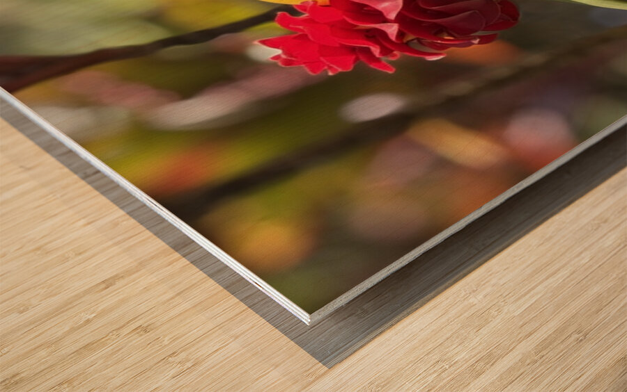 Spiral Ginger Wood print