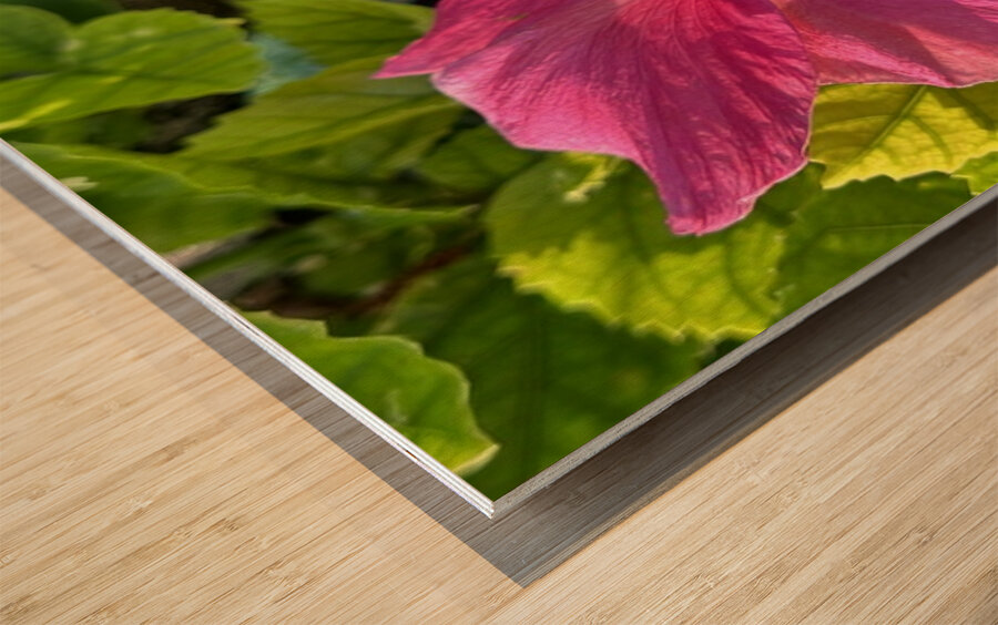 Pink Hibiscus Wood print