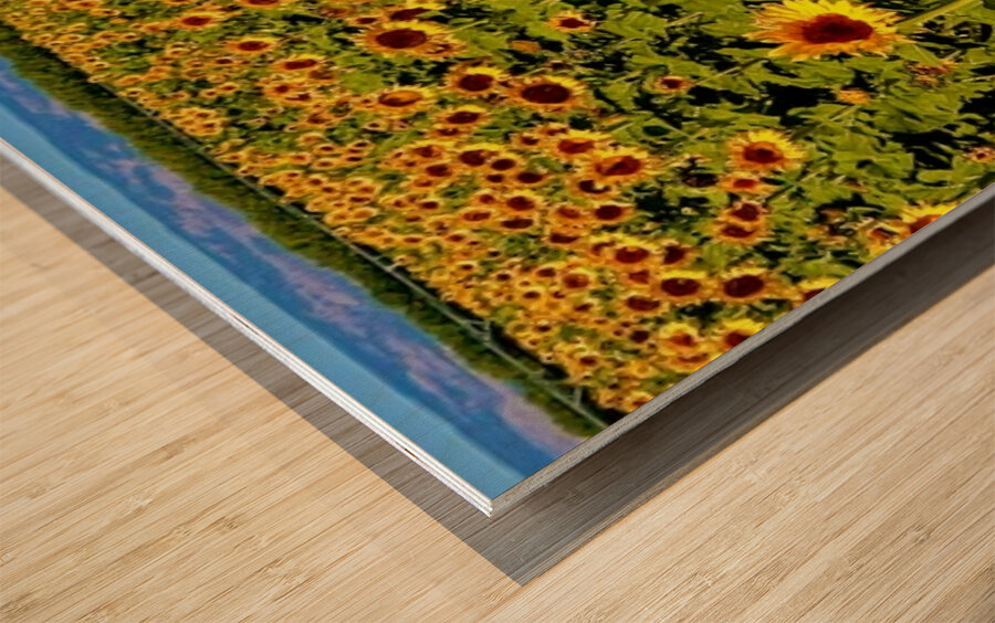 The Sunflower Sea Wood print