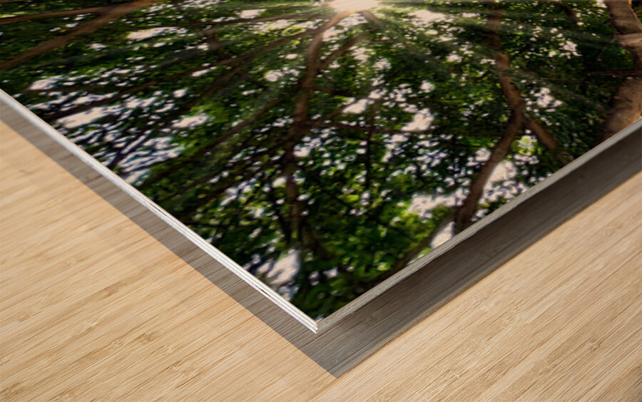 Banyan Tree Wood print