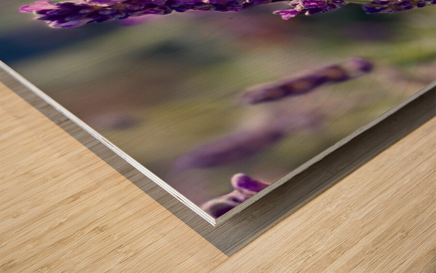 Lavender  Wood print