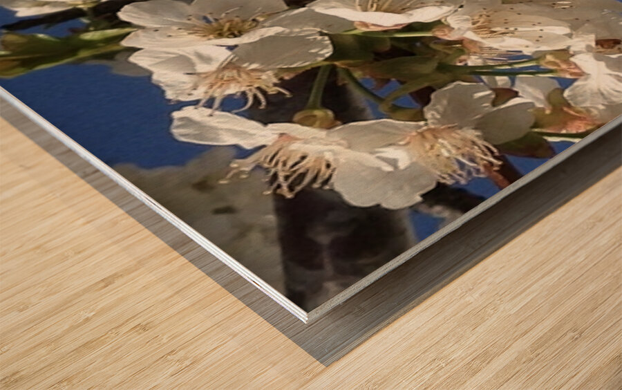 White Cherry Blossoms  -1 Wood print