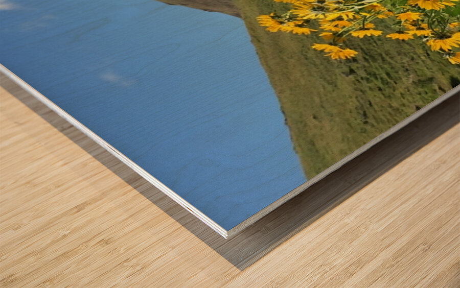 Balsam Root Wildflowers Wood print