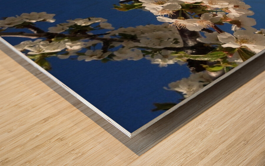 White Cherry Blossom -2 Wood print