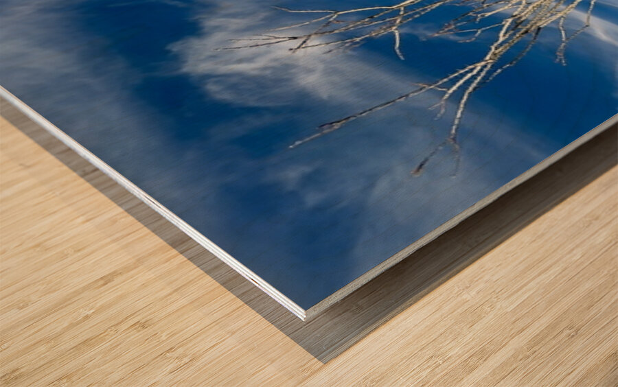 Ocotillo  Wood print