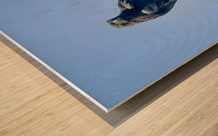 Raven - guardian of the Grand Canyon  Wood print