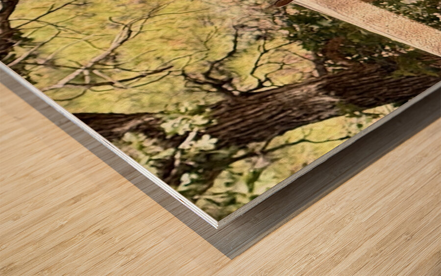 Albert’s Squirrel -2 Wood print