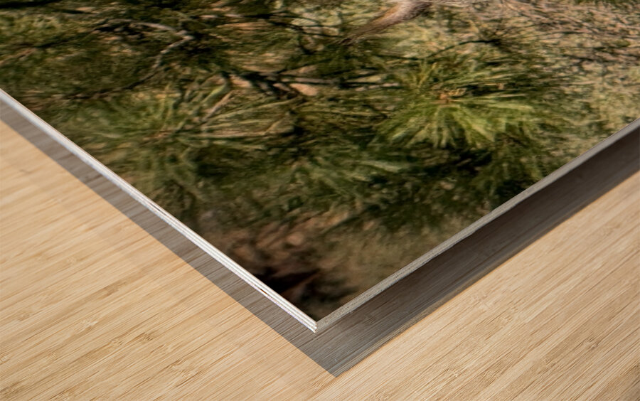 Albert’s Squirrel -1 Wood print