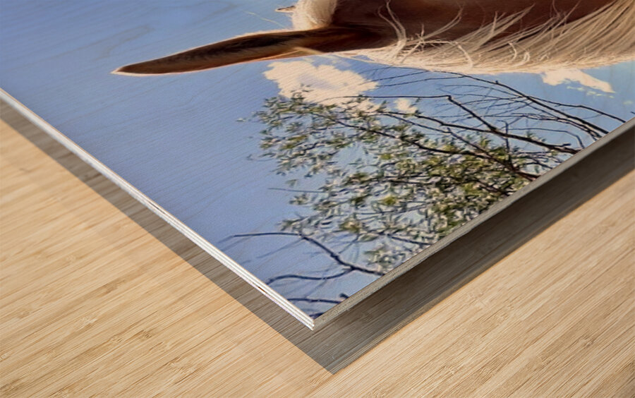 Hay Girl  Wood print