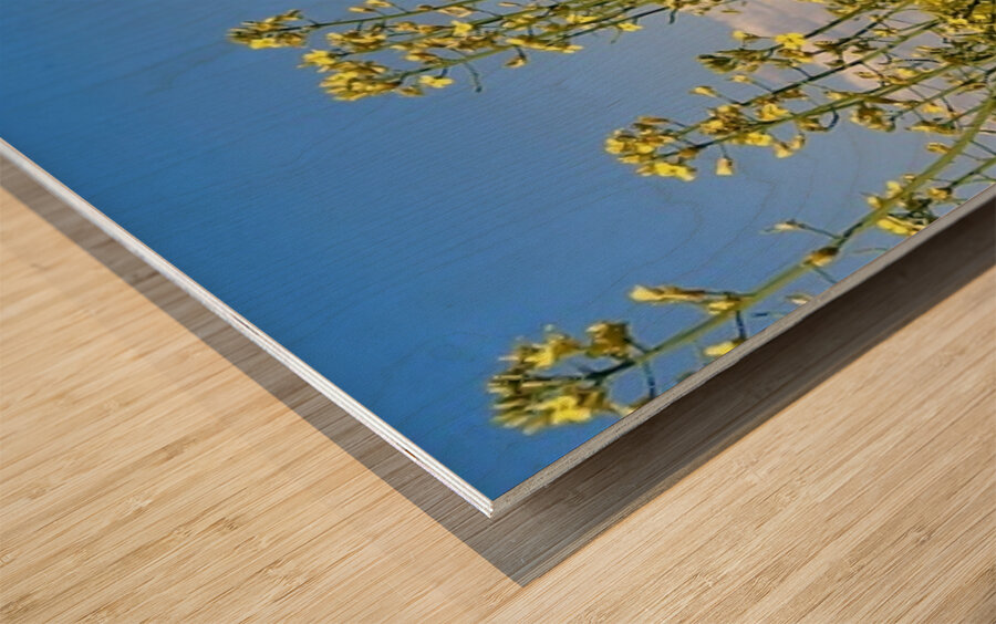 Canola Flowers Wood print