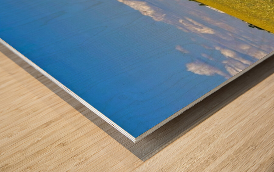 Holy Canola  Wood print