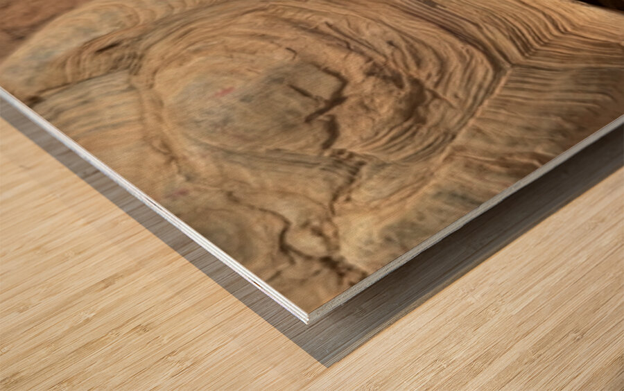 Happy Tortoise -2 Wood print