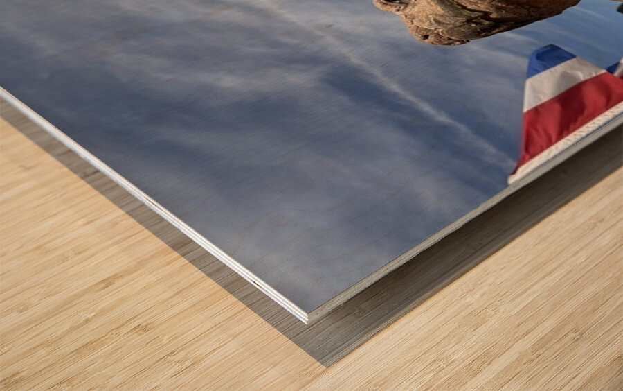 Arizona Tortoise -2 Wood print