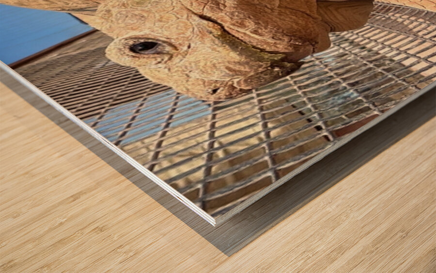 Arizona Tortoise Wood print