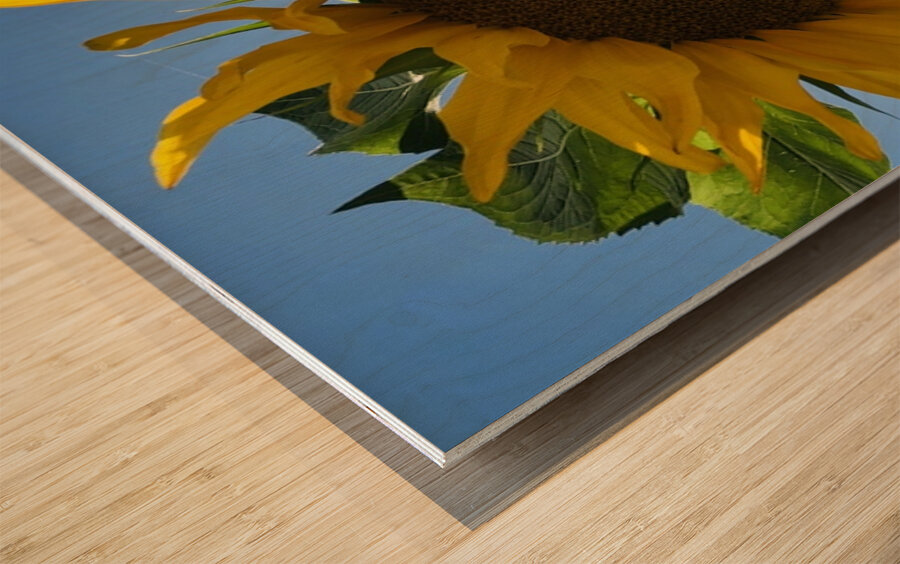 Sunflower Love Wood print