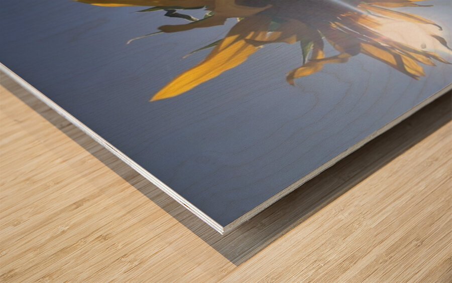 Sunflower and Sunlight Wood print