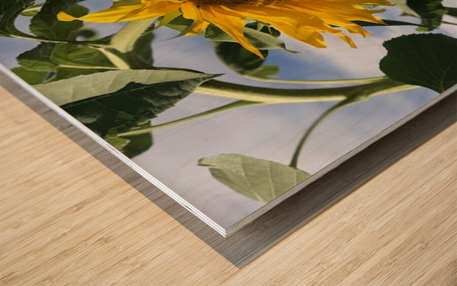 Sunflower Love -2 Wood print