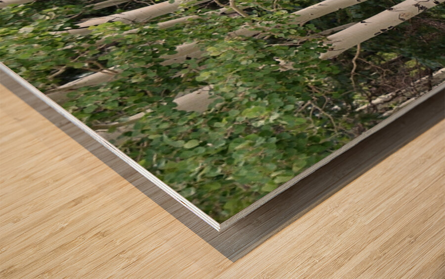 The Earth has music for those who listen. Aspens in Flagstaff Wood print