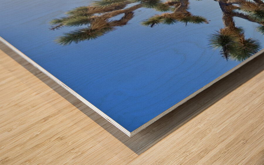 Joshua Tree w sunlight Wood print