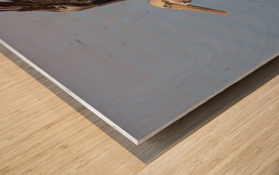 Baja Brown Pelicans - 2 Wood print