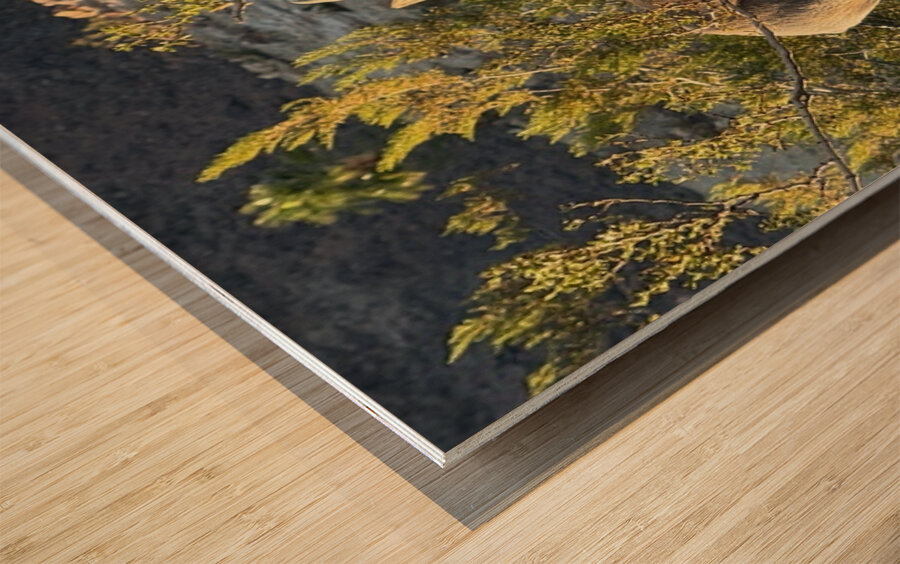 Big Horn Sheep in the golden hour Wood print