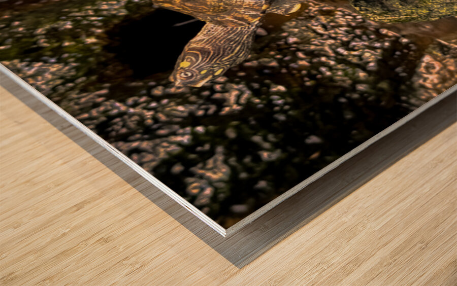 Map Turtle Wood print