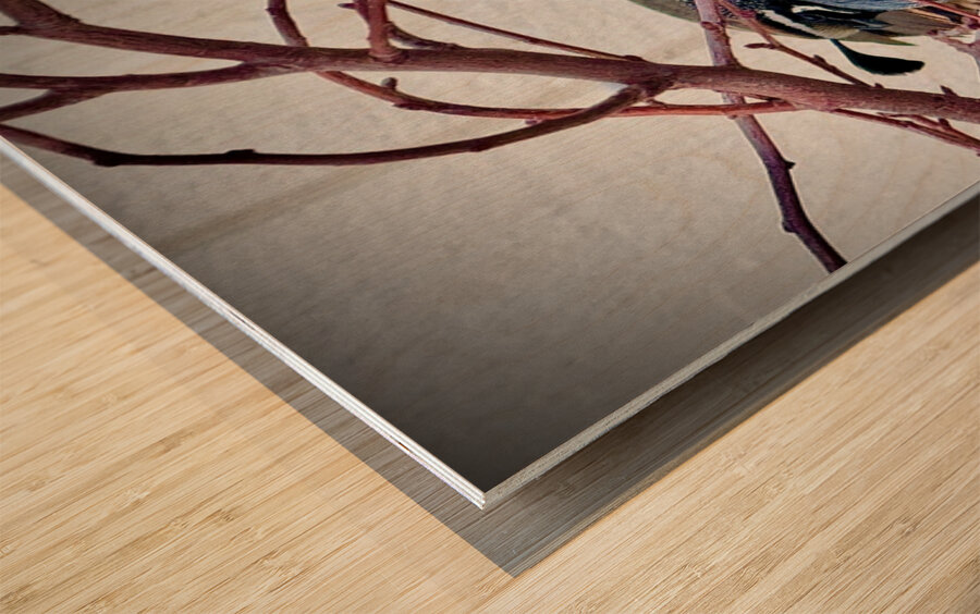 Winter Quail Wood print