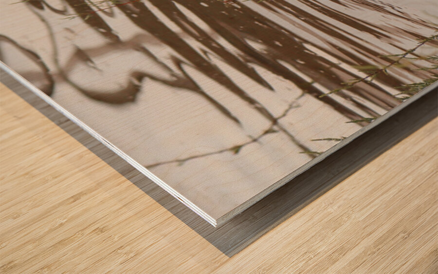 American Coot Wood print