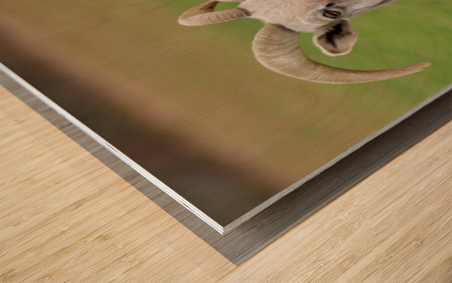 Bighorn Sheep - Nevada 1 Wood print