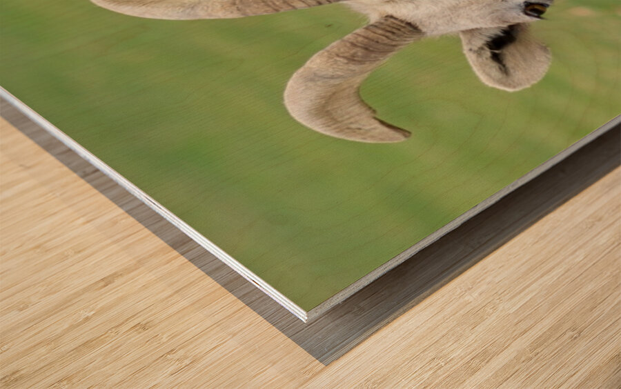 Bighorn Sheep - Nevada 2 Wood print