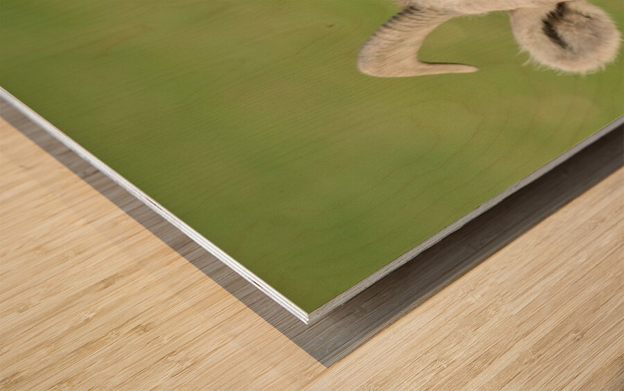 Bighorn Sheep - Heart nose ???? Wood print