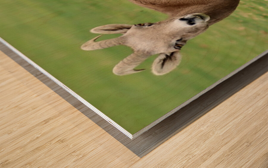 Bighorn Sheep - Nevada 3 Wood print