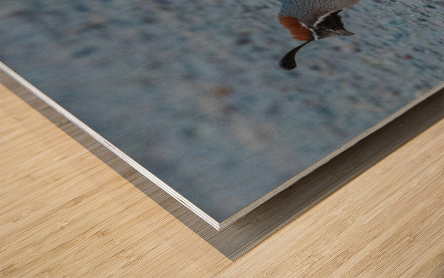 Quail Couple Wood print