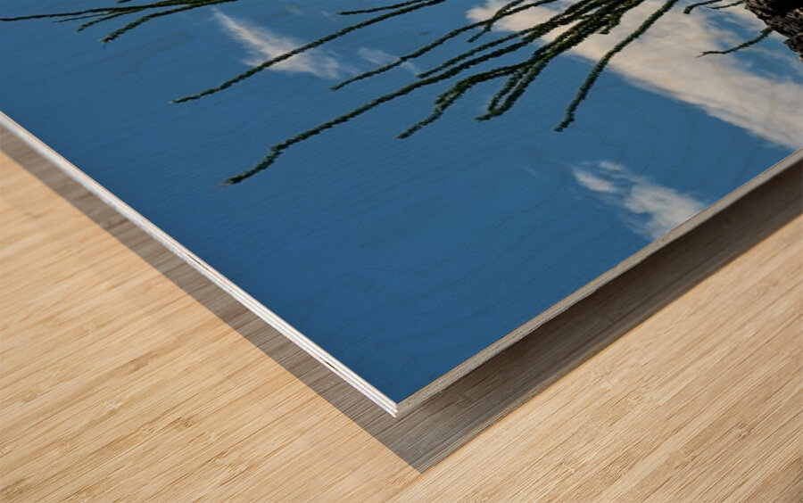 Quartz & Ocotillo    Wood print
