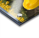 Wooden Shoe Tulip Farm IMG 8311 Acrylic print