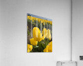 Wooden Shoe Tulip Farm IMG 8311 Acrylic Print