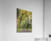 IMG 4692 Acrylic Print