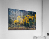 Fall Tree Grove BWS 2179 Acrylic Print